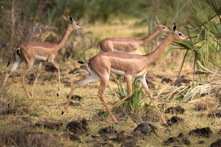 Nairobi: 3 Day Private Safari to Samburu National Reserve
