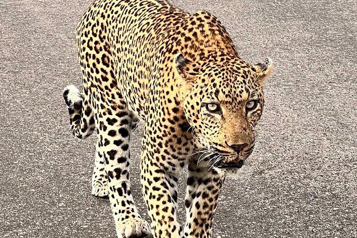 Kruger Park Sunset Drive
