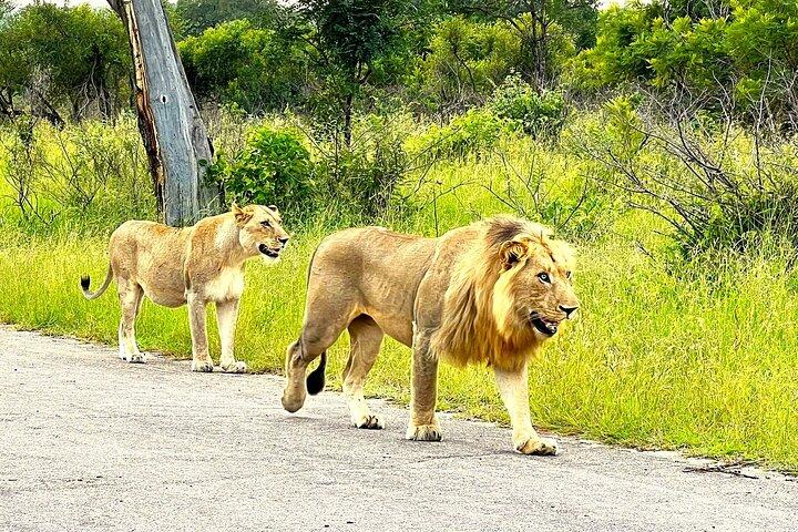 Kruger Park Sunset Drive