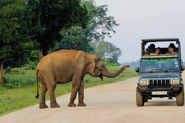Best Value Yala Safari: Spot Leopards, Elephants & Bears (Shared)