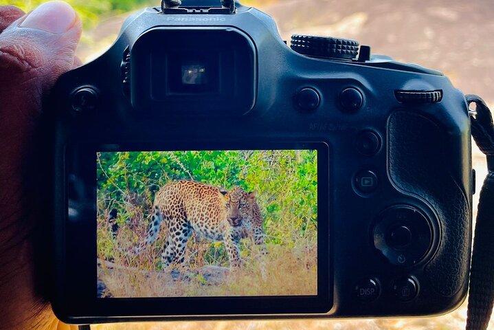 Best Value Yala Safari: Spot Leopards, Elephants & Bears (Shared)