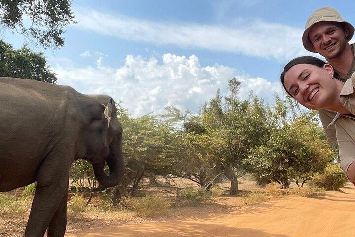 Best Value Yala Safari: Spot Leopards, Elephants & Bears (Shared)
