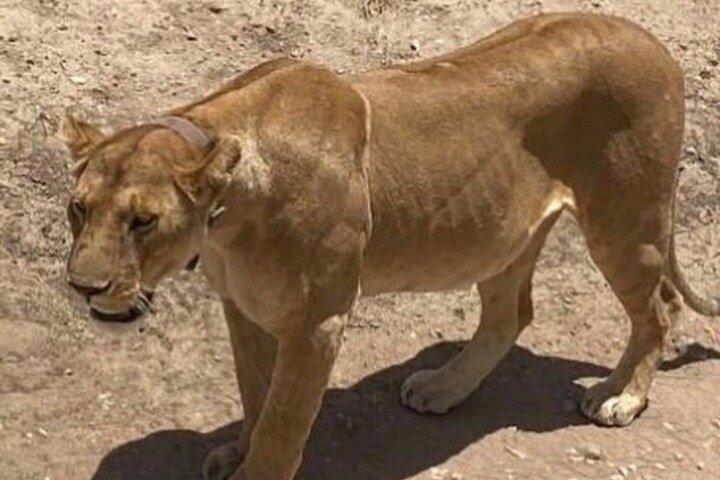 12 Day Kenya and Tanzania Wildlife with Beach Tour Zanzibar