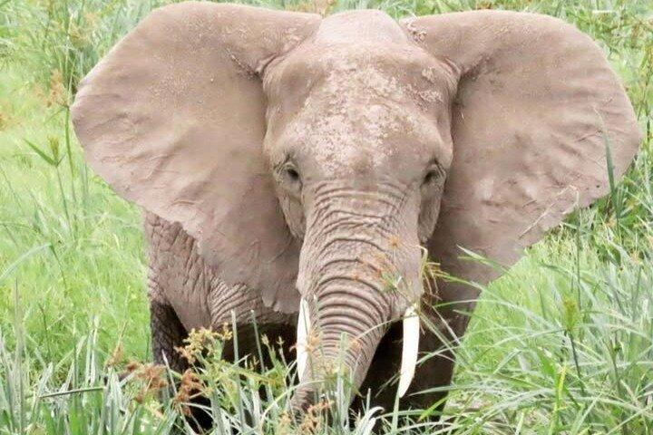12 Day Kenya and Tanzania Wildlife with Beach Tour Zanzibar