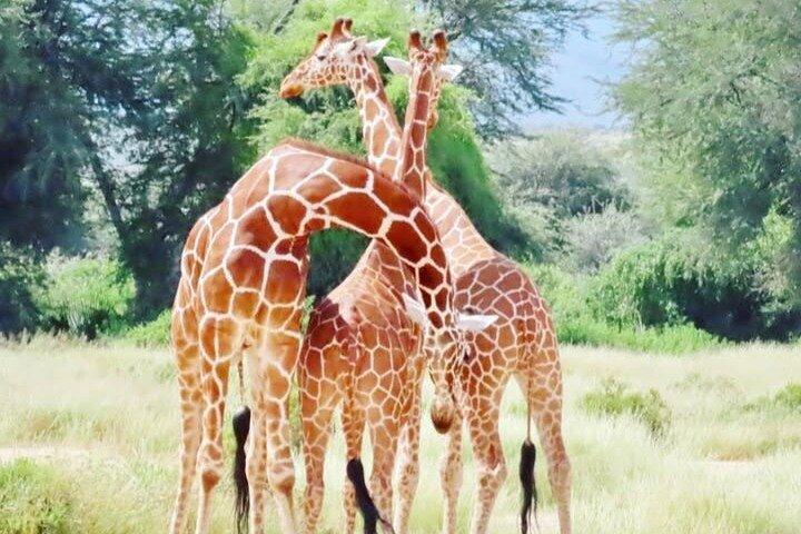 12 Day Kenya and Tanzania Wildlife with Beach Tour Zanzibar