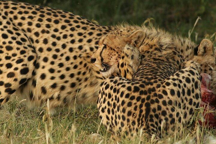 3 Day Masai Mara Safari from Nairobi Big Five Adventure