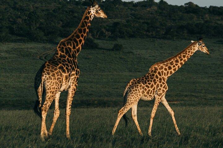 3 Day Masai Mara Safari from Nairobi Big Five Adventure