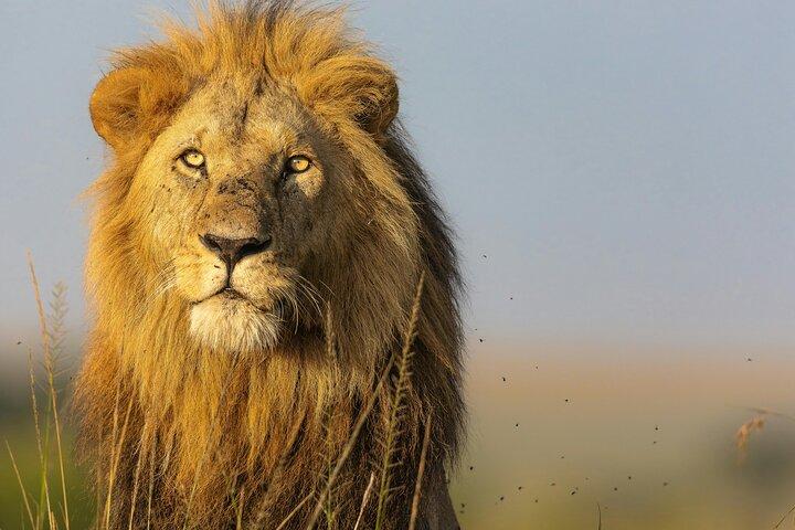 3 Day Masai Mara Safari from Nairobi Big Five Adventure