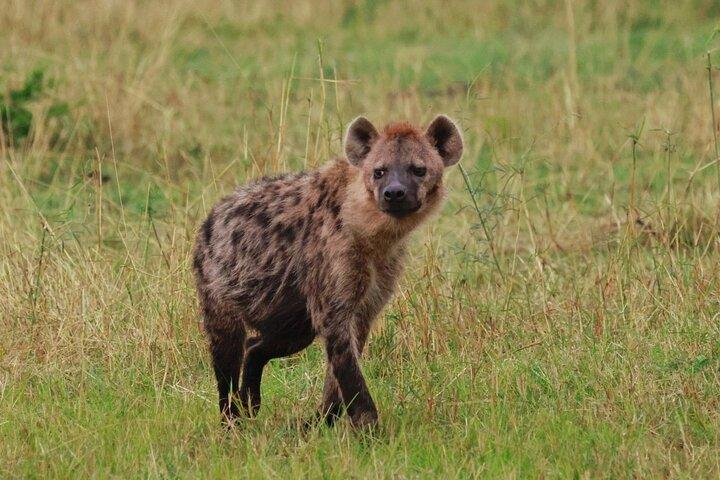 5 Day Big Five Safari