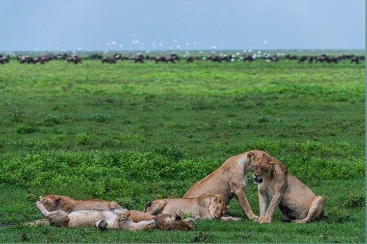 5 Day Big Five Safari