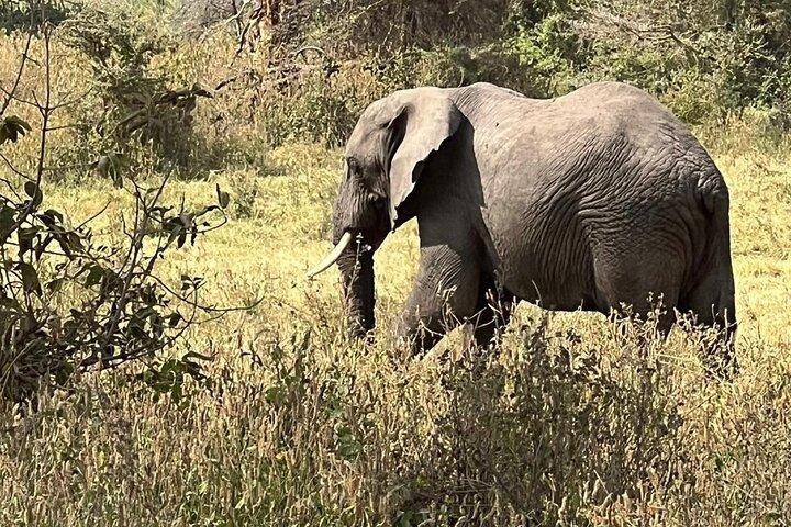 5 Day Big Five Safari
