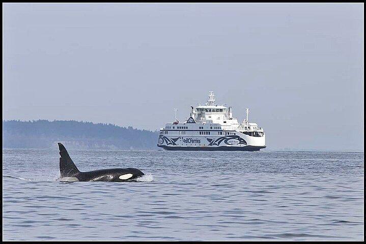 Whale Watching Adventure Vancouver