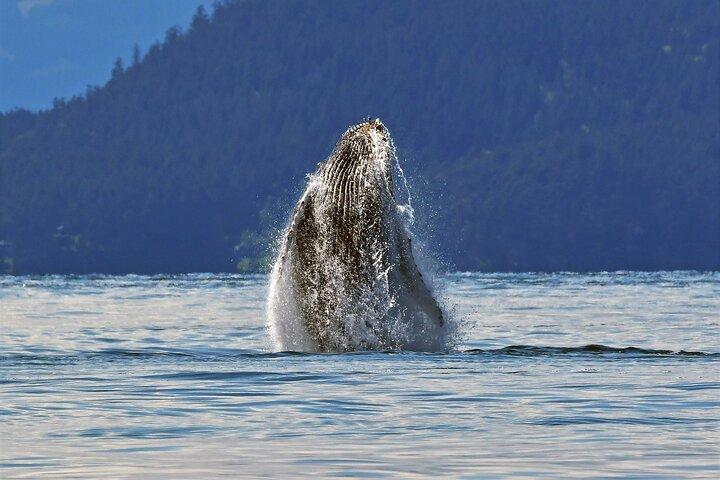 Whale Watching Adventure Vancouver
