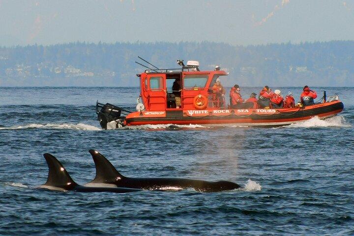 Whale Watching Adventure Vancouver