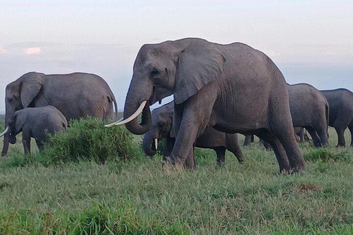 Two days Maasai Mara guided tour