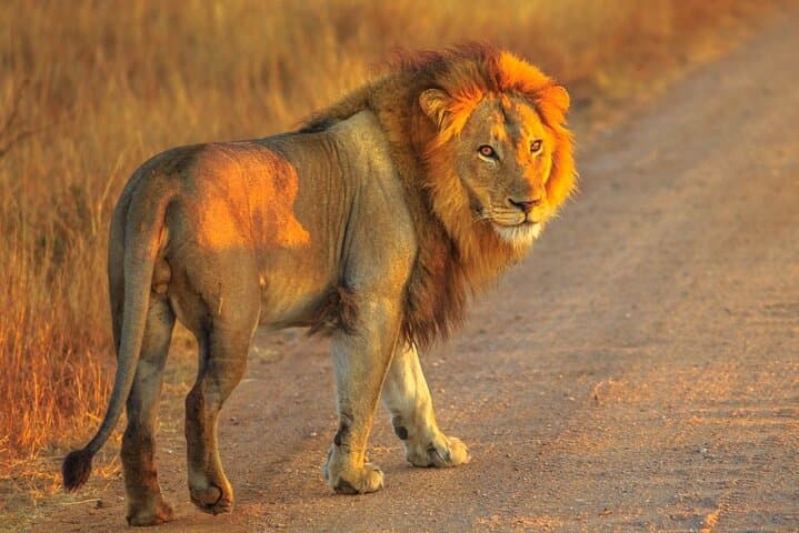 Aquila Game Reserve Safari Day Tour from Cape Town