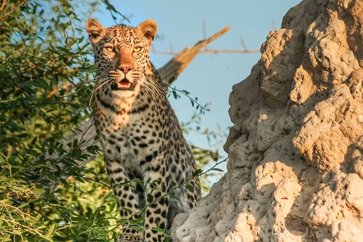 Aquila Game Reserve Safari Day Tour from Cape Town
