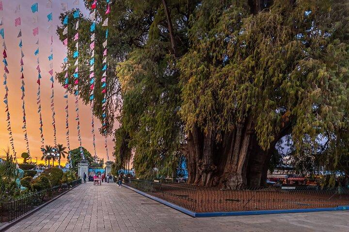 Route Hierve el Agua Arbol del tule Mitla Mezcal Tapetes y Velas