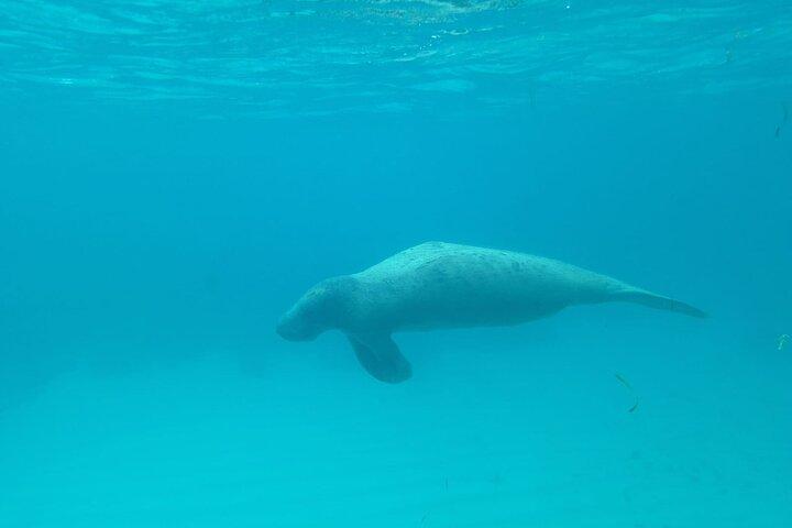 Caye Caulker Marine Reserve 3 Stops Snorkeling Adventure