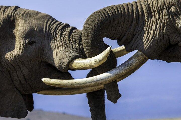 3 Days Masai Mara Luxury package