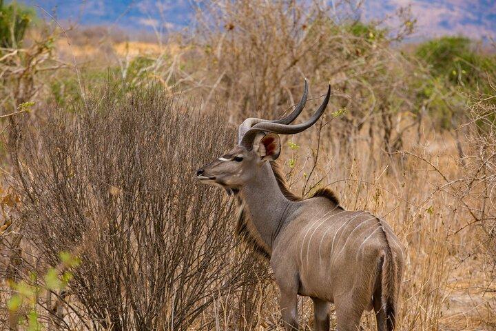 6 Days Private Safari Tarangire, Serengeti, and Ngorongoro crater
