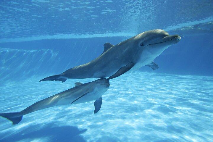 The only Natural Space Dolphin Encounter in Cabo Optional Pickup!