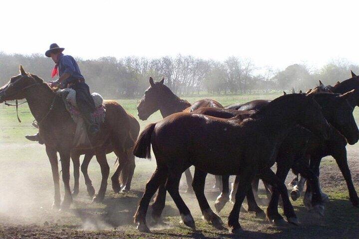 Traditional Gaucha Festival Tour from Buenos Aires