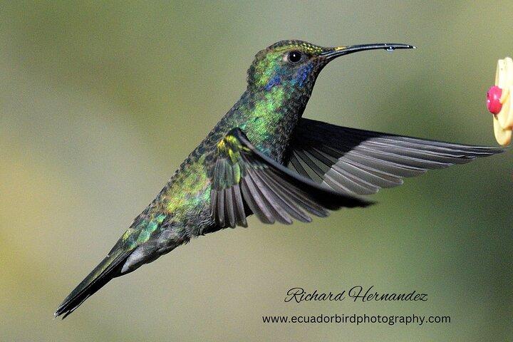 Ecuador Birds Tour-Mindo Cloud Forest - by Richard Hernandez