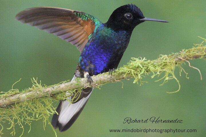 Ecuador Birds Tour-Mindo Cloud Forest - by Richard Hernandez