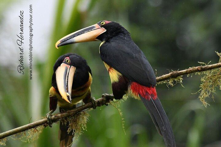 Ecuador Birds Tour-Mindo Cloud Forest - by Richard Hernandez