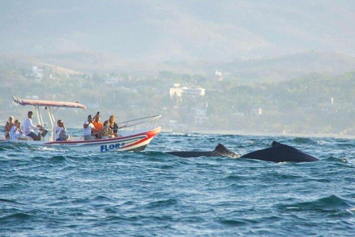 Dolphin and Whale Watching Boat Trip in Puerto Escondido