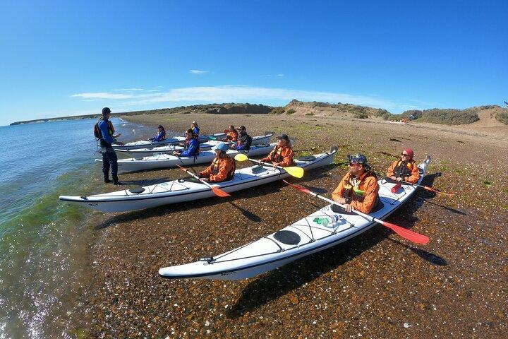 Kayak Paddling Experience with Sea Lions in Puerto Madryn