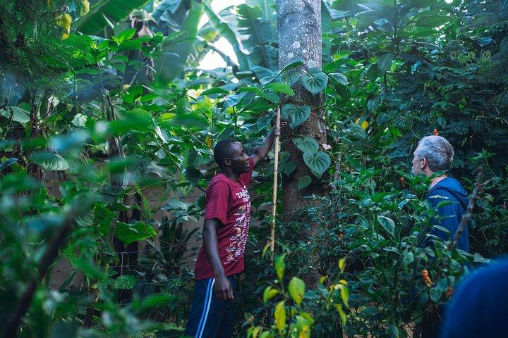 Banana Bliss Plantation Coffee Medicinal and Waterfall Tour