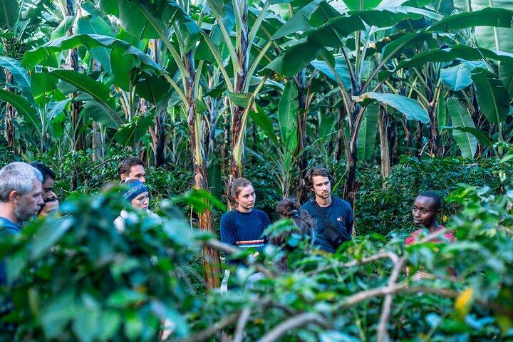 Banana Bliss Plantation Coffee Medicinal and Waterfall Tour
