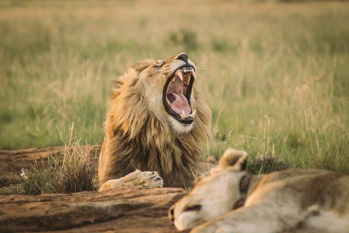 Nairobi National Park Half Day Guided Tour