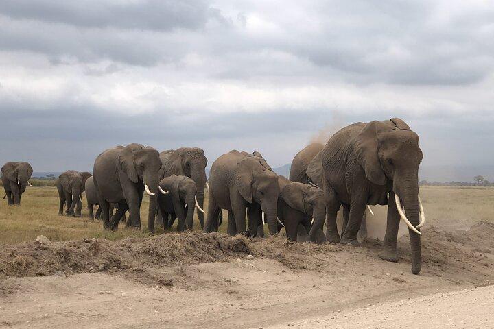 Amboseli National Park Day Tour:Mt.Kilimanjaro Views from Nairobi