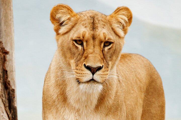 3 Day Amboseli Safari from Nairobi with Game Drives and Wildlife