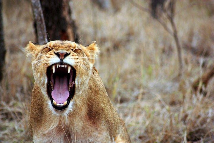 3 Day Amboseli Safari from Nairobi with Game Drives and Wildlife