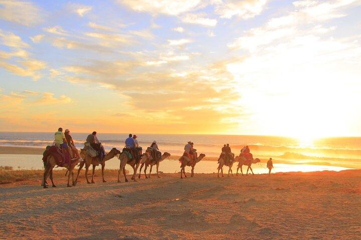 Camel Ride with Tequila Tasting in Los Cabos