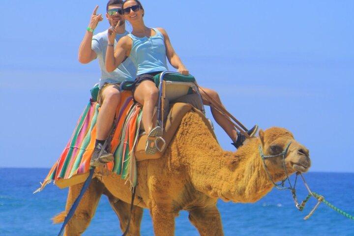 Camel Ride with Tequila Tasting in Los Cabos