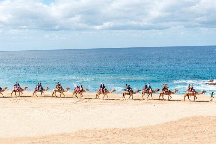 Camel Ride with Tequila Tasting in Los Cabos