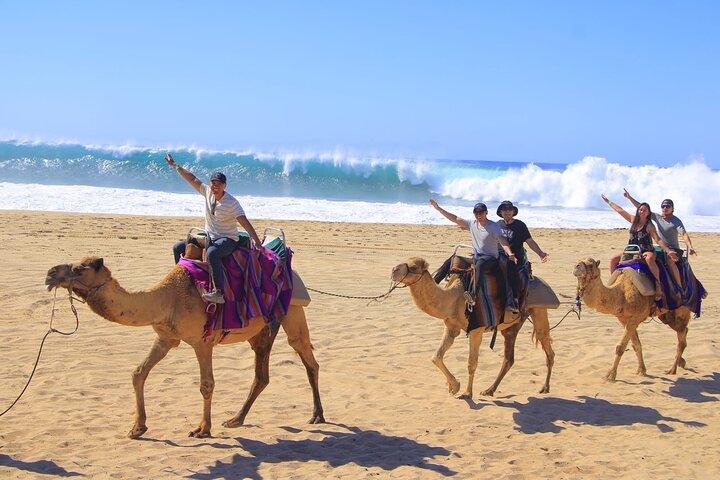 Camel Ride with Tequila Tasting in Los Cabos