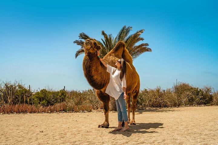 Camel Ride with Tequila Tasting in Los Cabos