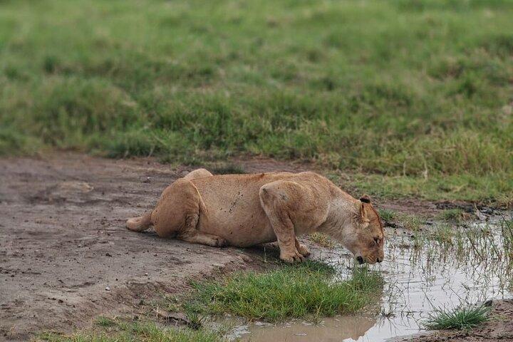 3 Day Private Family Safari Experience with Comfort for Children