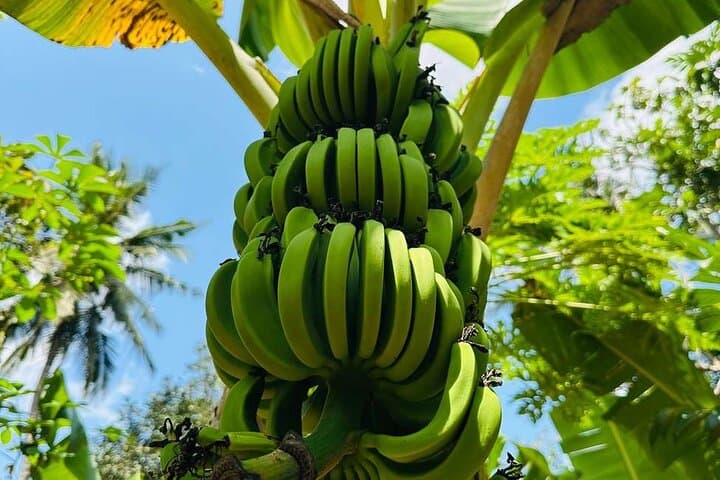 Zanzibar: Spice Farm & Stone Town Private Guided Tour with Lunch