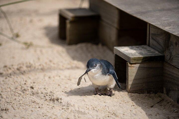 Penguin Parade Express Private Tour Melbourne to Phillip Island