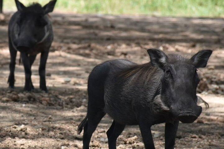 5-Day Camping Safari | Tarangire | Ngorongoro | Serengeti