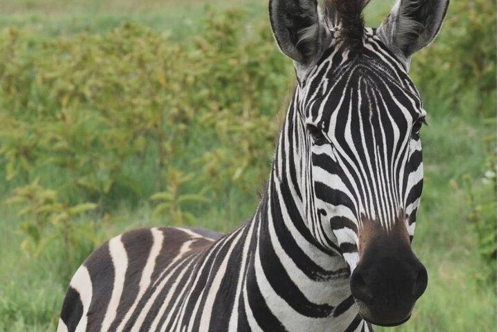 5-Day Camping Safari | Tarangire | Ngorongoro | Serengeti