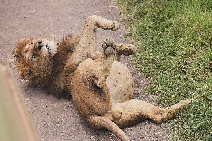 5-Day Camping Safari | Tarangire | Ngorongoro | Serengeti
