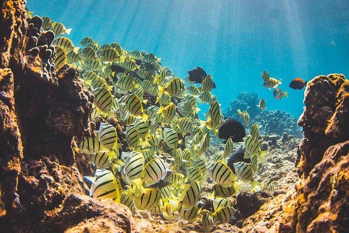 West Maui Afternoon Snorkel from Ka’anapali Beach